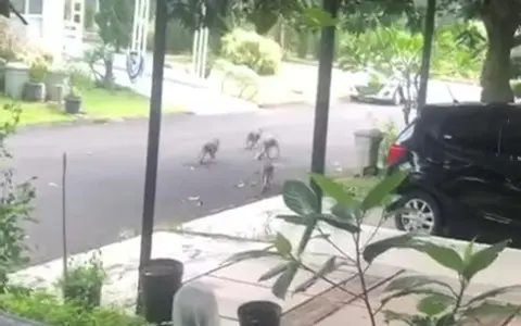 Viral! Kumpulan Monyet Mendatangi Permukiman Tangerang Selatan, Damkar Turun Tangan